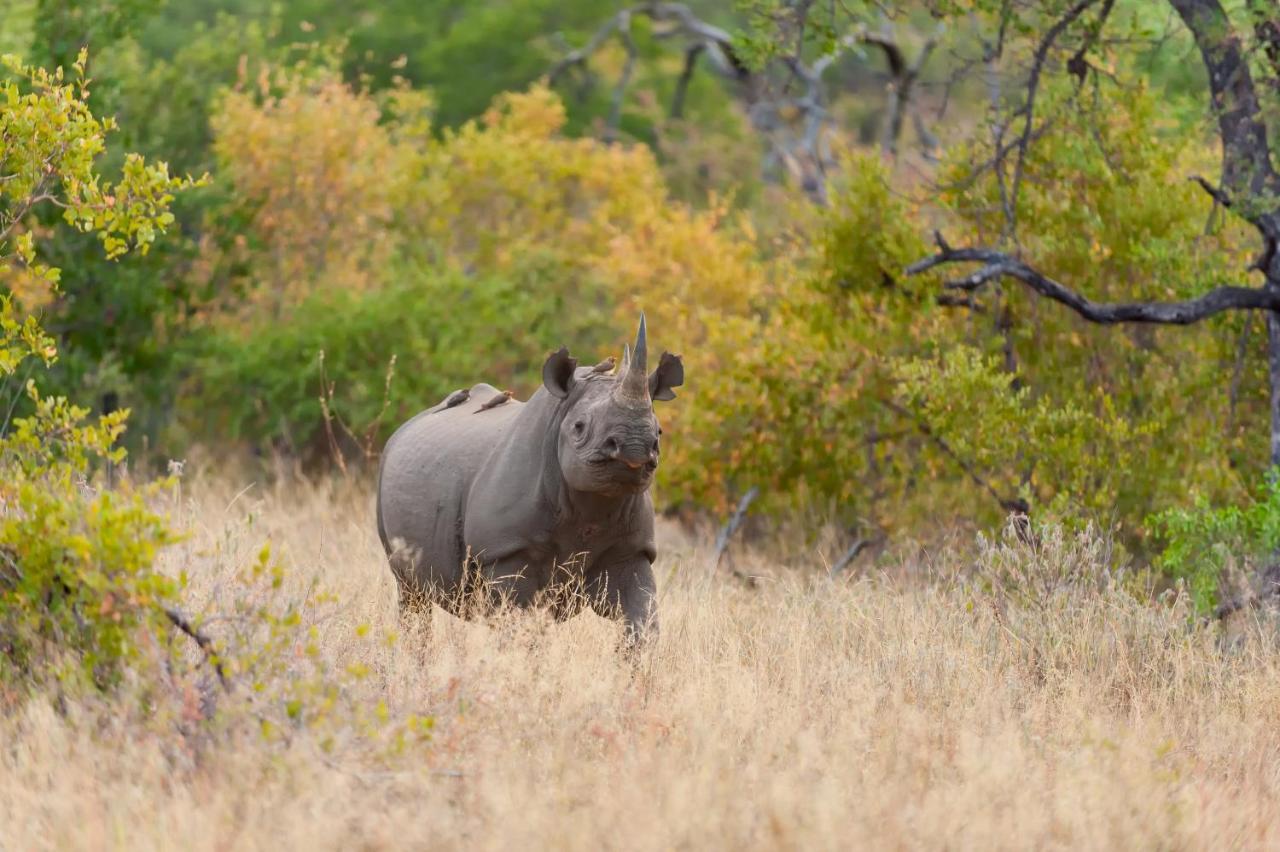 Pondoro Game Lodge Balule Game Reserve Eksteriør bilde