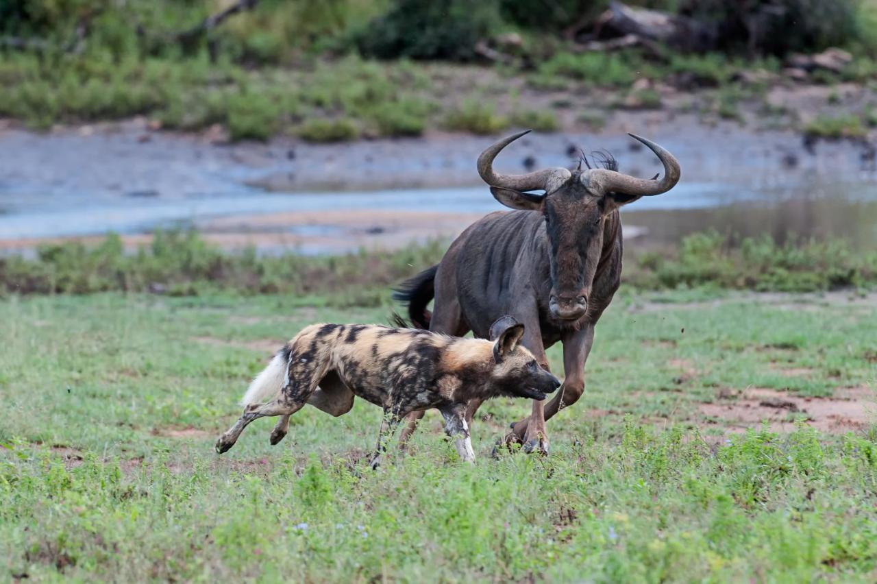 Pondoro Game Lodge Balule Game Reserve Eksteriør bilde