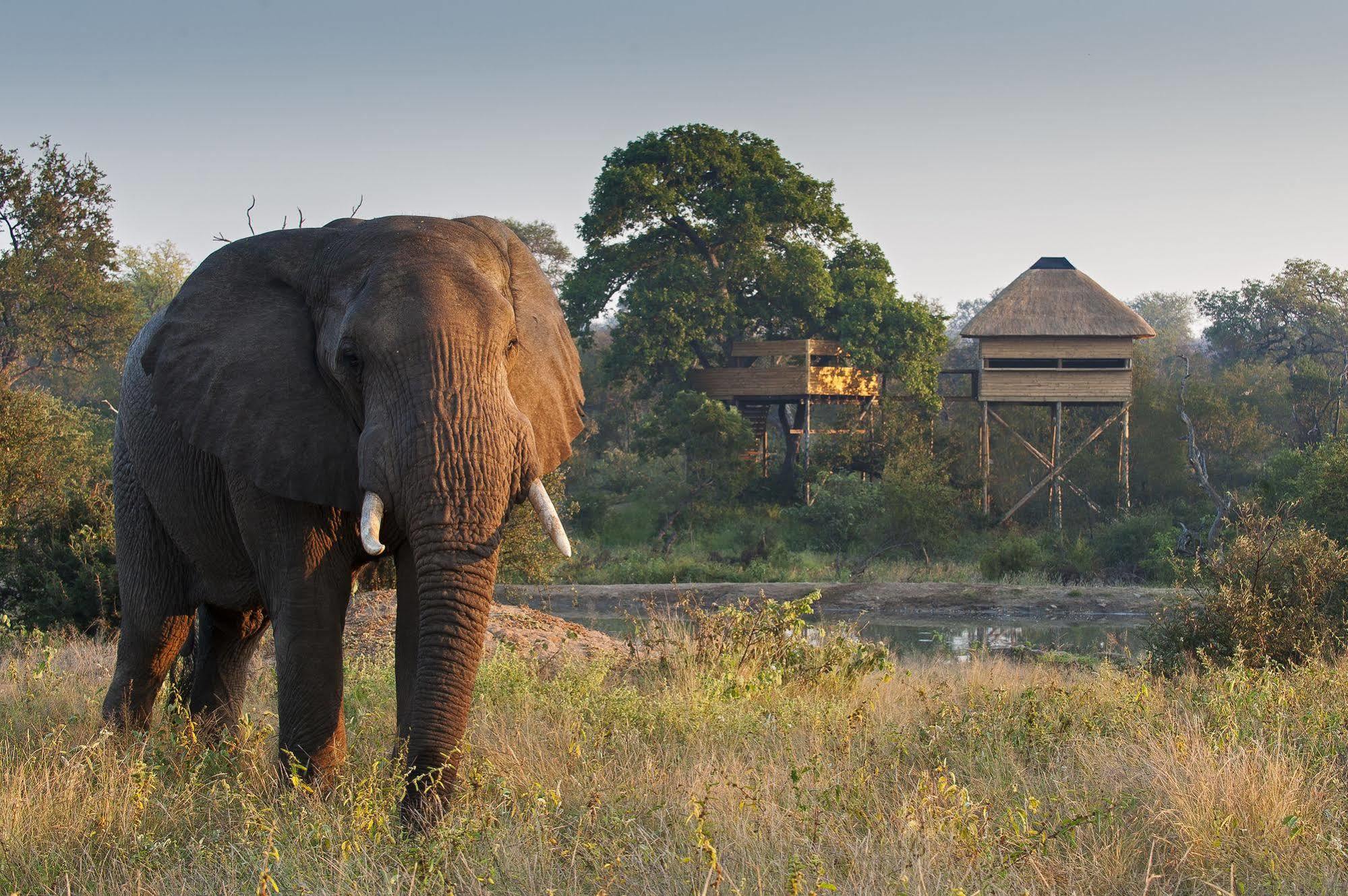 Pondoro Game Lodge Balule Game Reserve Eksteriør bilde