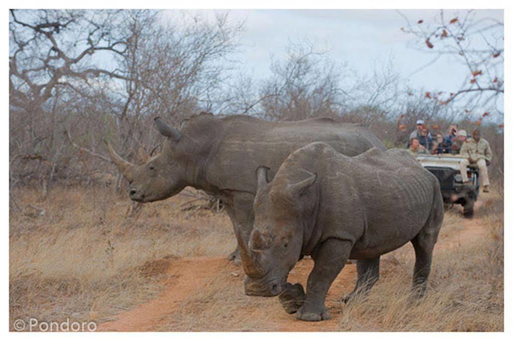 Pondoro Game Lodge Balule Game Reserve Eksteriør bilde